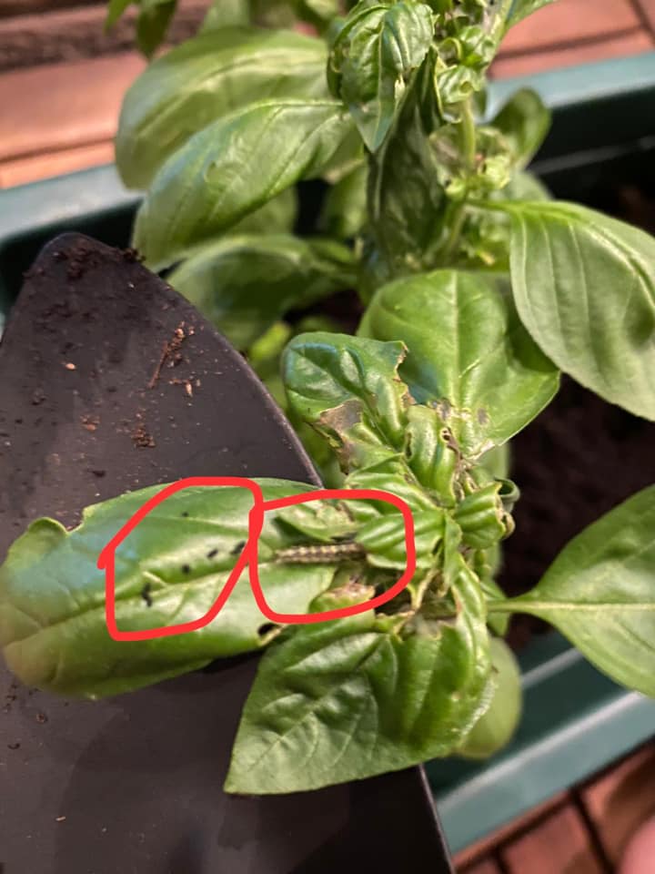 White Spots On Basil Leaves - Brainy Breeze