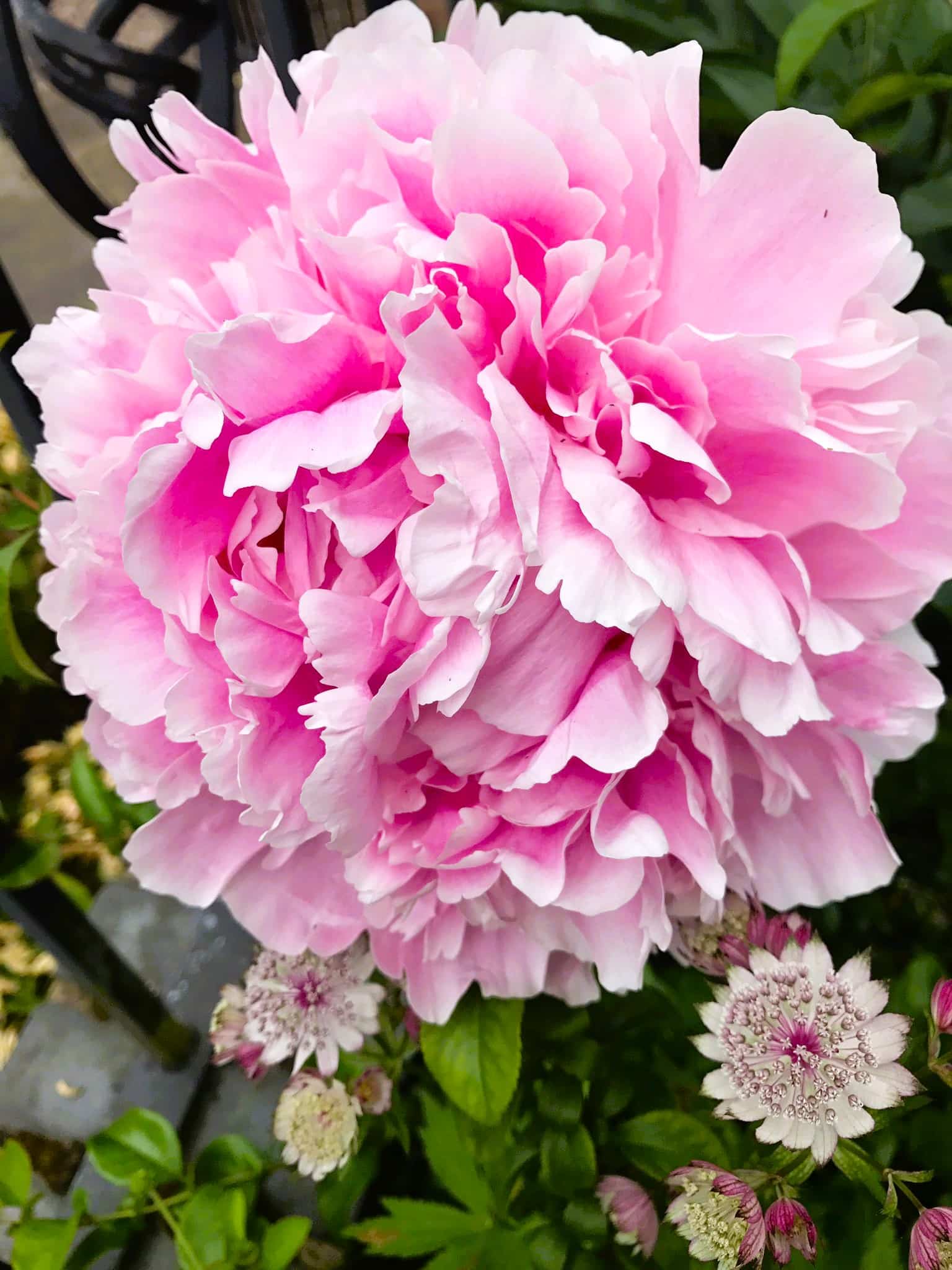 edible pink peony flowers