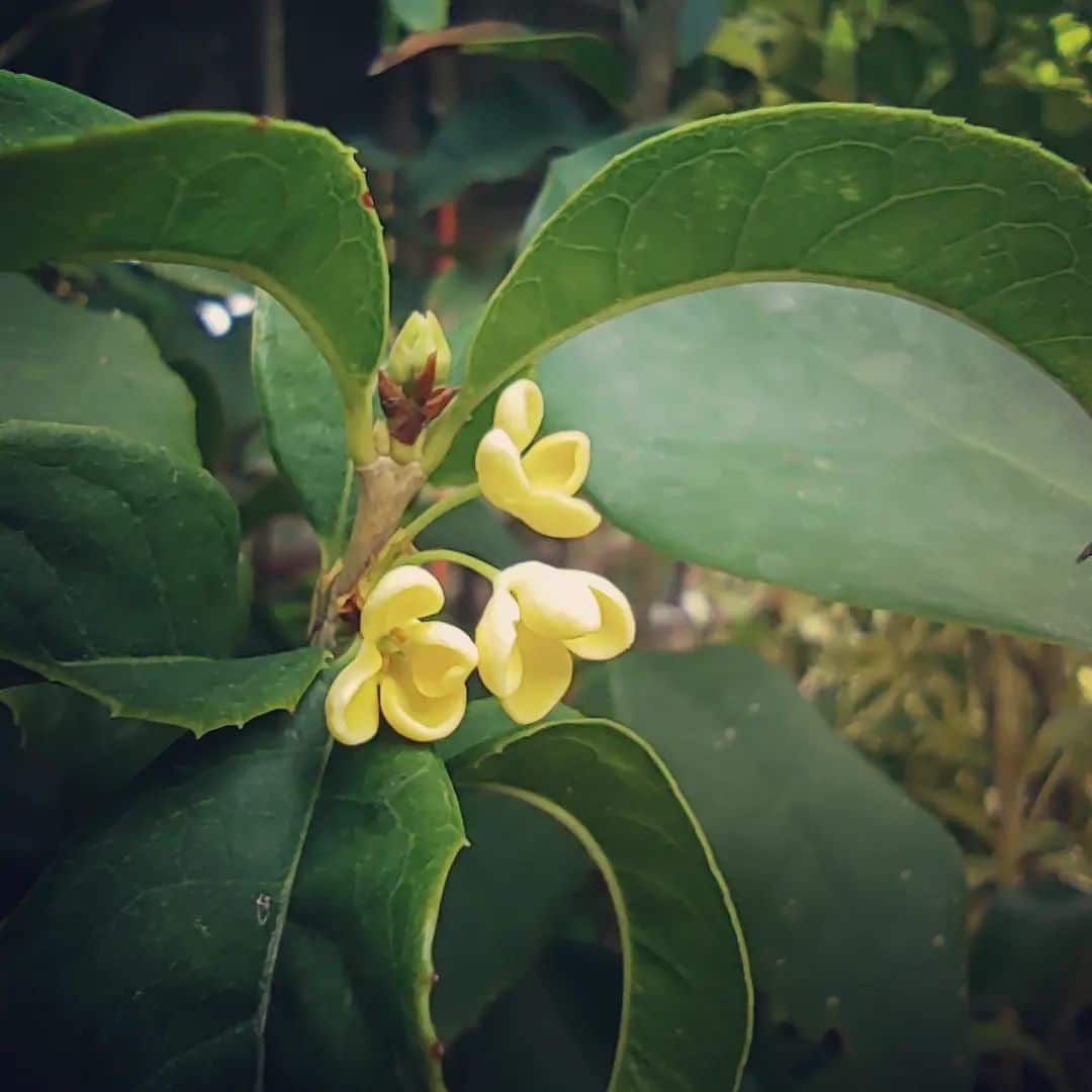 Sweet Osmanthus flowers