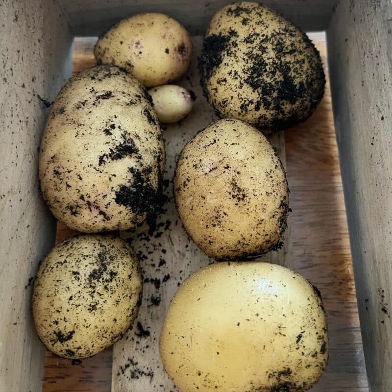 White Potatoes Vs Yukon Gold [Potato Showdown]