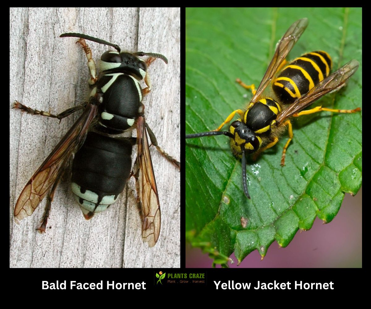 Bald Faced Hornet on the left Vs Yellow Jacket on the right