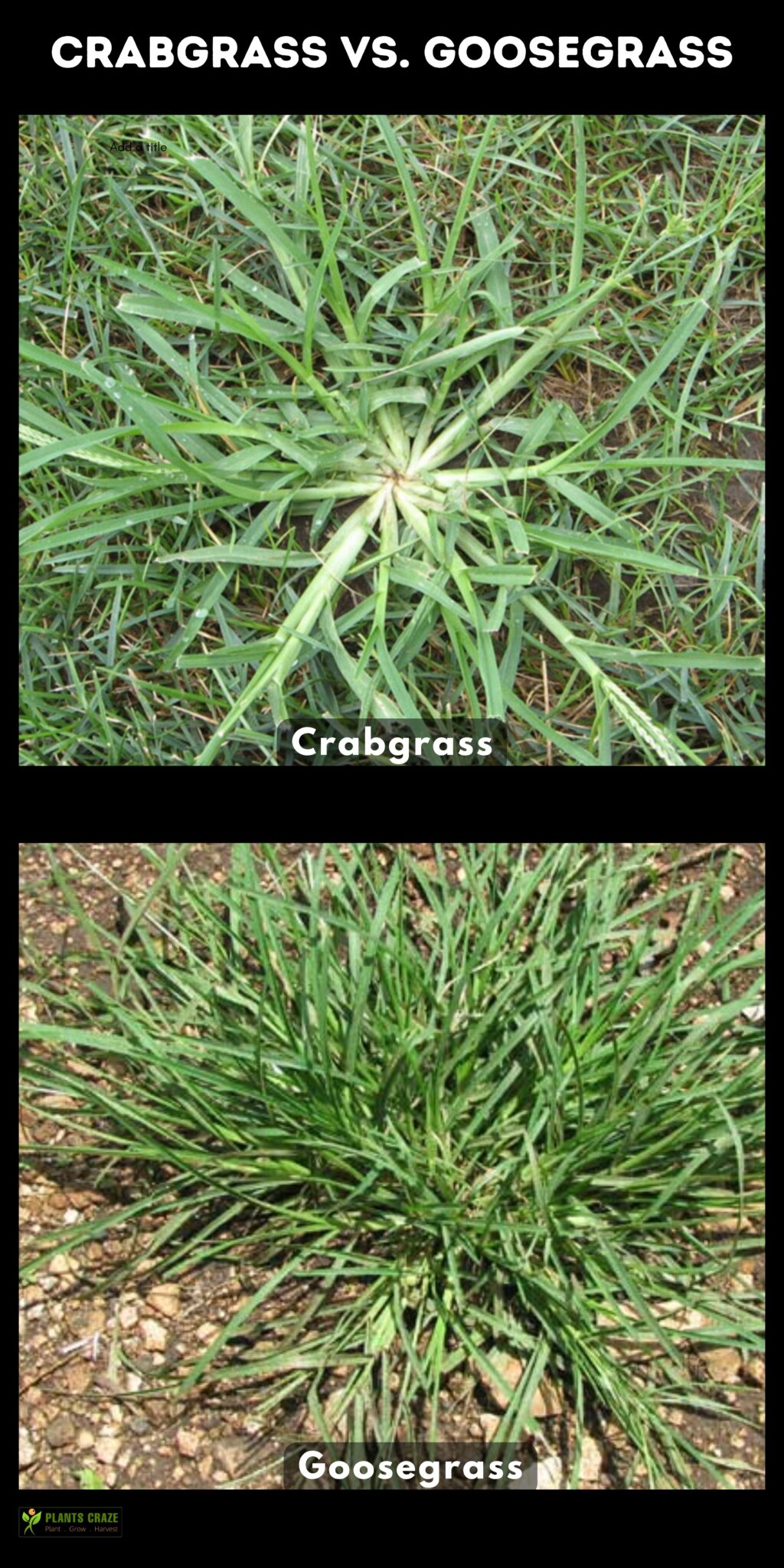 Goosegrass Vs crabgrass