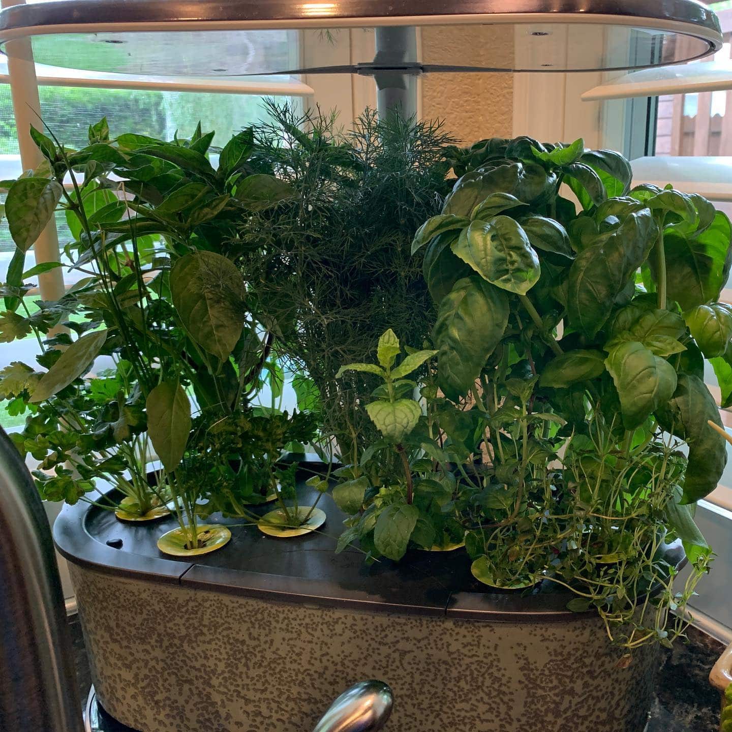 A picture of a Aerogardening system with several herbs growing.