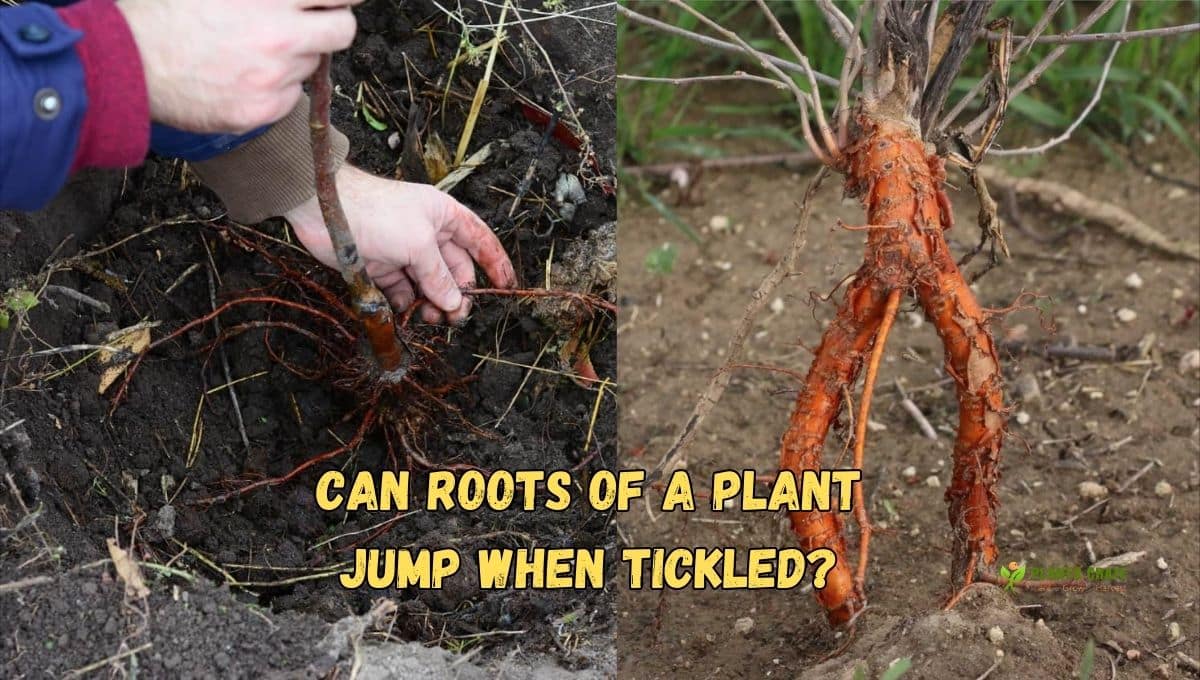 can-roots-of-a-plant-jump-when-tickled-unique-ability