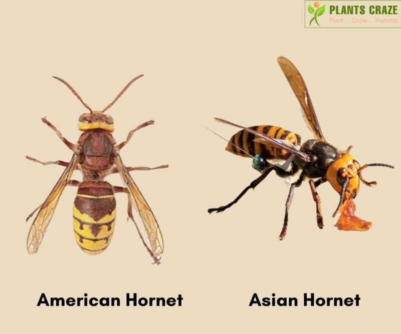 American Hornet Vs Asian Hornet: [5+]Must Know Differences