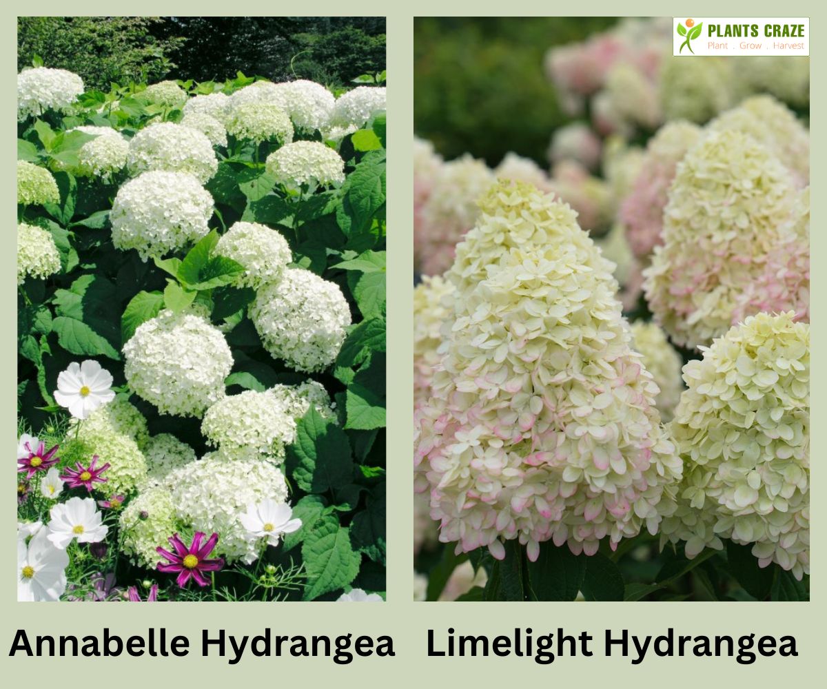 Annabelle Hydrangea on the left and Limelight Hydrangea on right