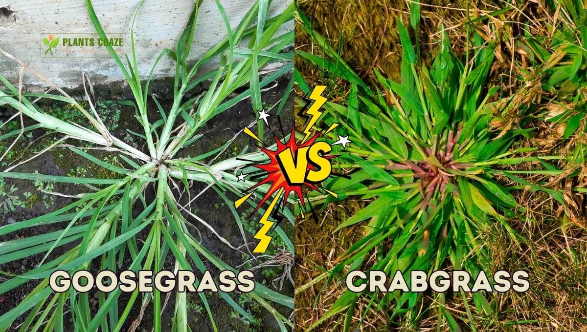 Goosegrass Vs Crabgrass: Let's Differentiate Between Weeds