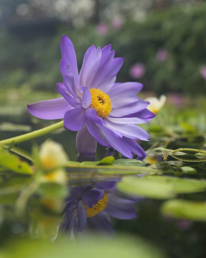 is-blue-lotus-flower-legal-seeds-benefits-side-effects