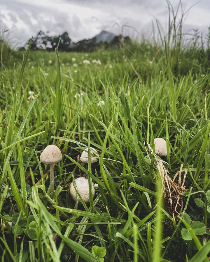 Blue Meanies mushrooms growing on grasses