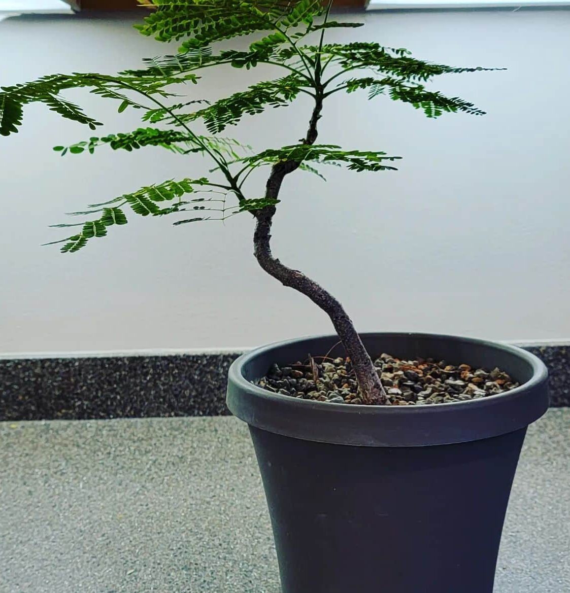 Delonix regia bonsai with thin trunk