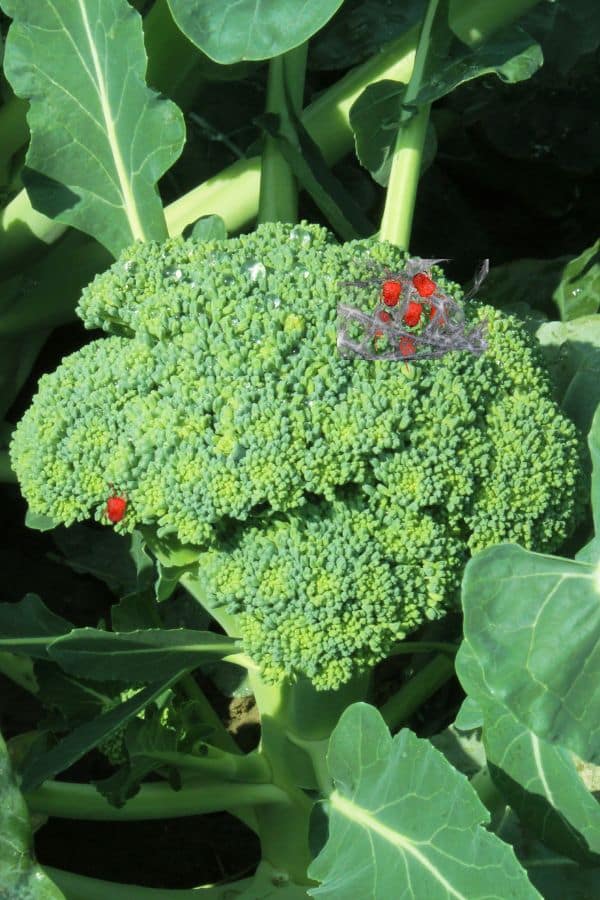 Broccoli Spider Mites