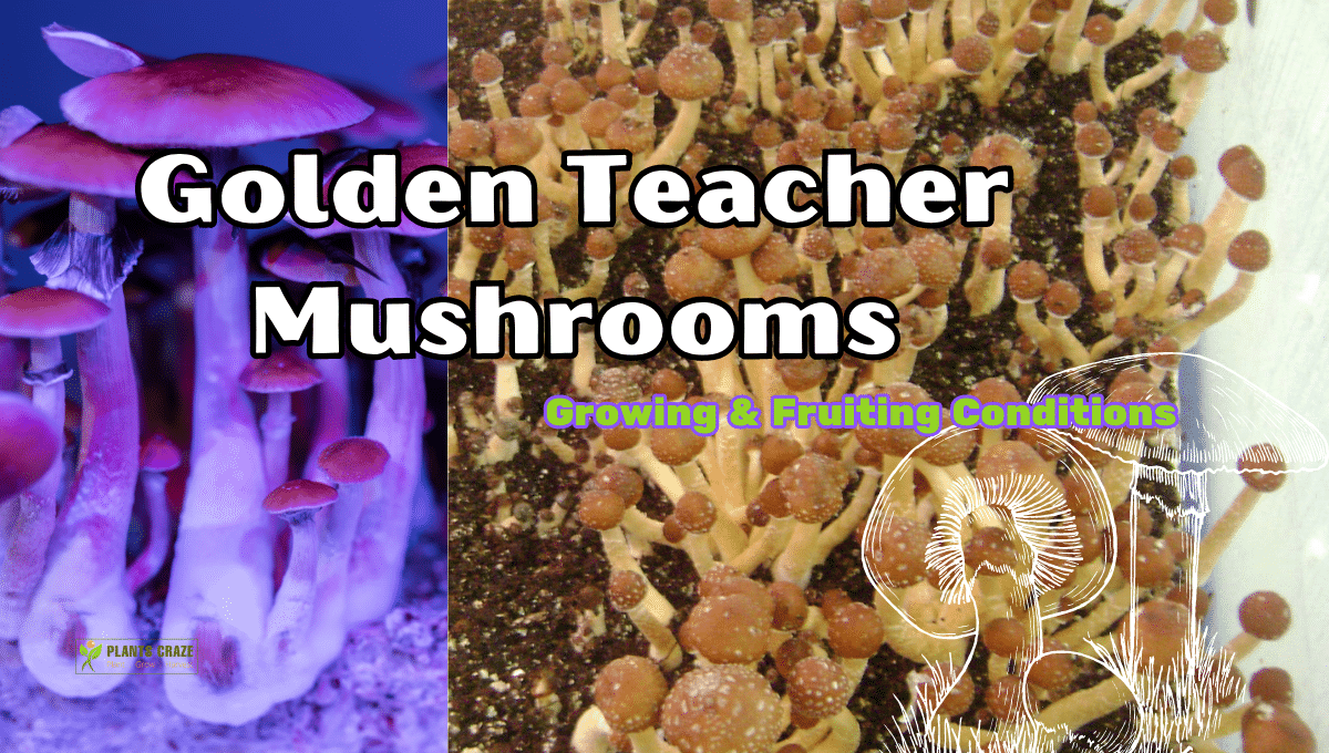 3+ Golden Teacher Fruiting Conditions With Great Tips