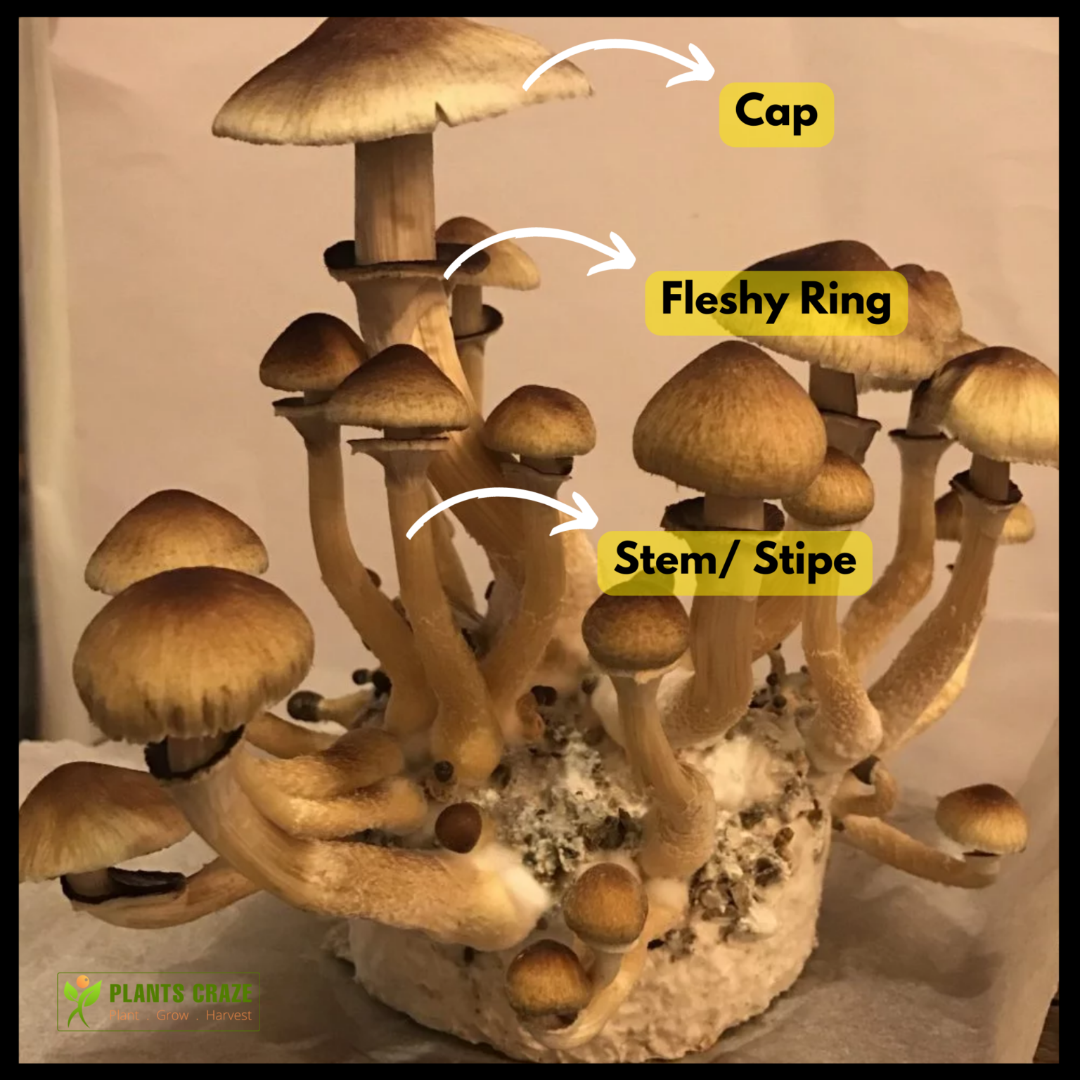 3+ Golden Teacher Fruiting Conditions With Great Tips