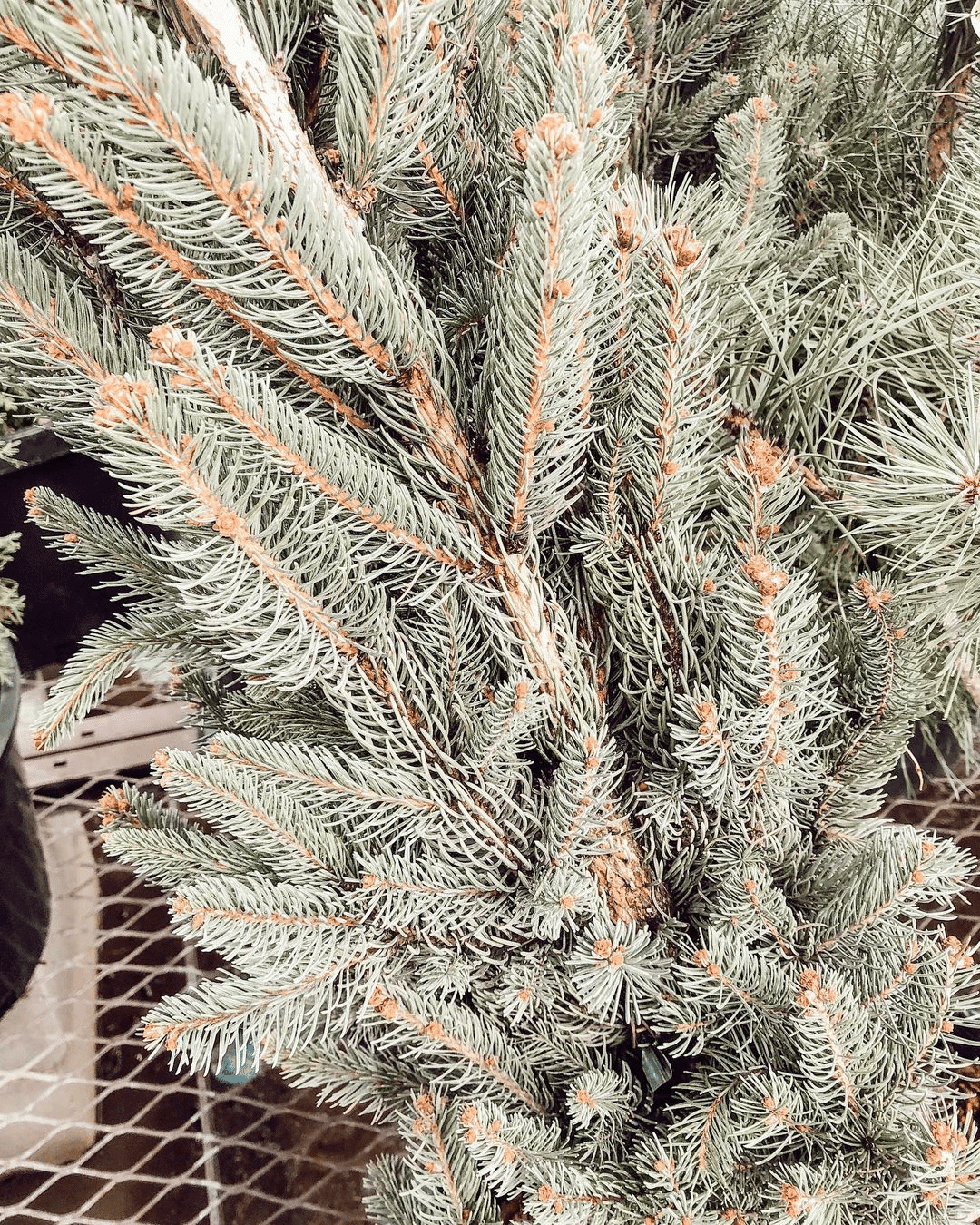 A zoom image of Columnar Norway Spruce foliage.