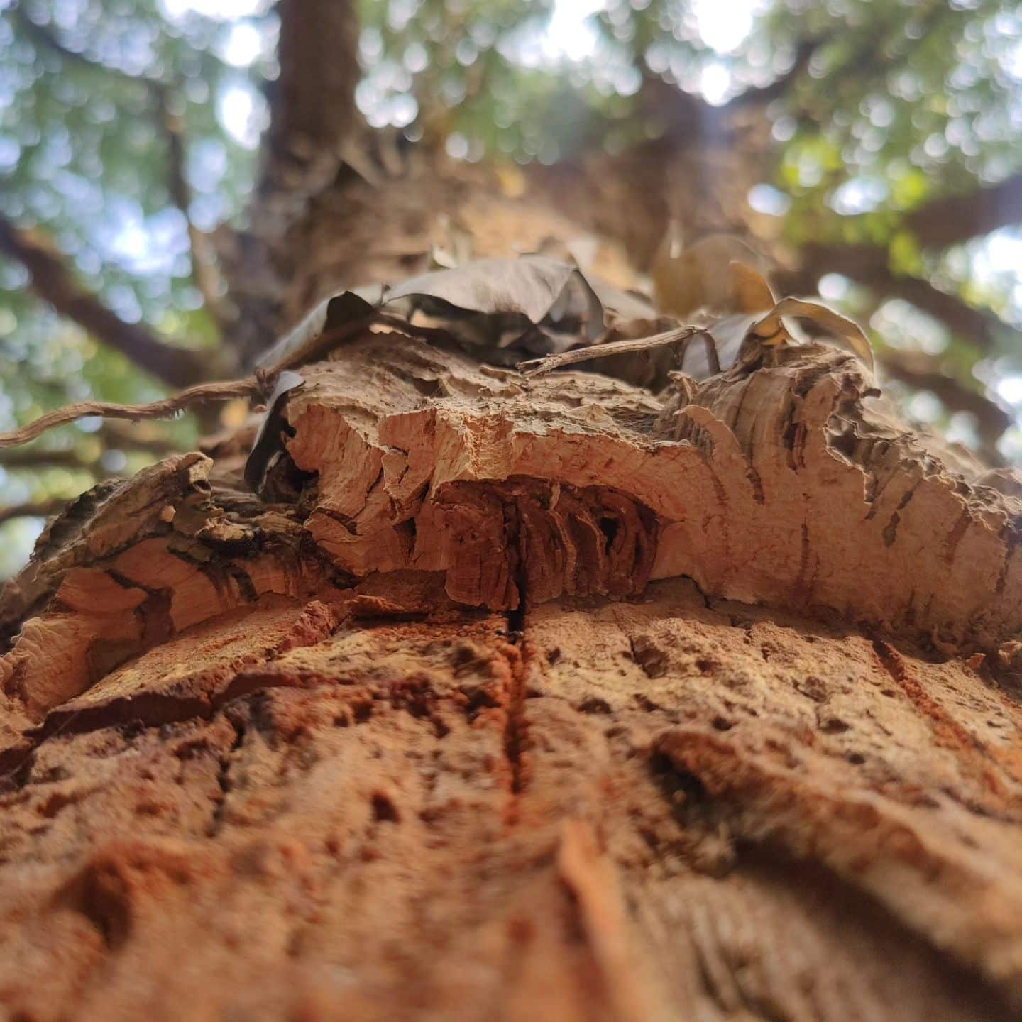 Does Harvesting Cork Kill The Tree?[You Won't Believe Truth]