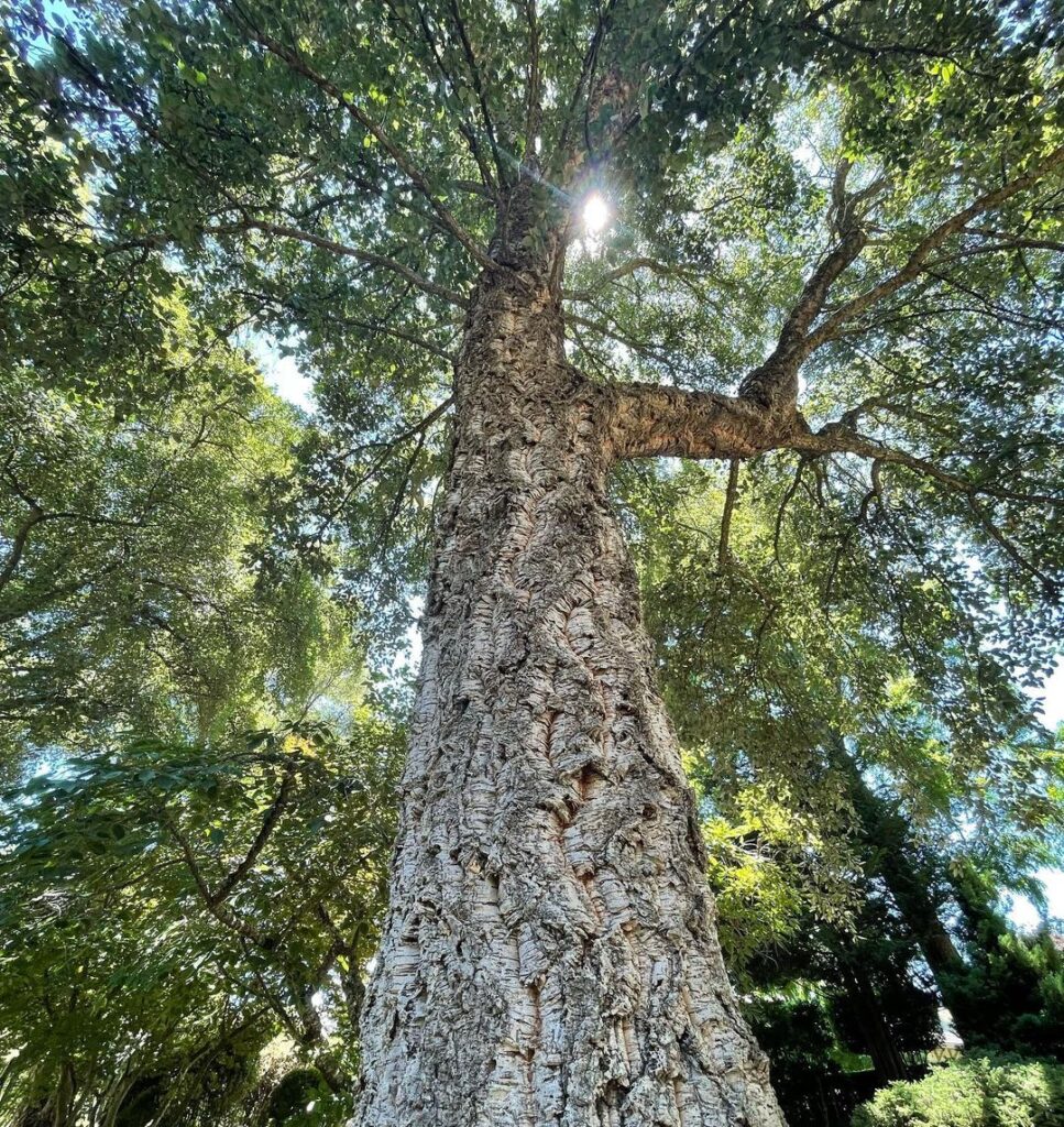 Does Harvesting Cork Kill The Tree?[You Won't Believe Truth]