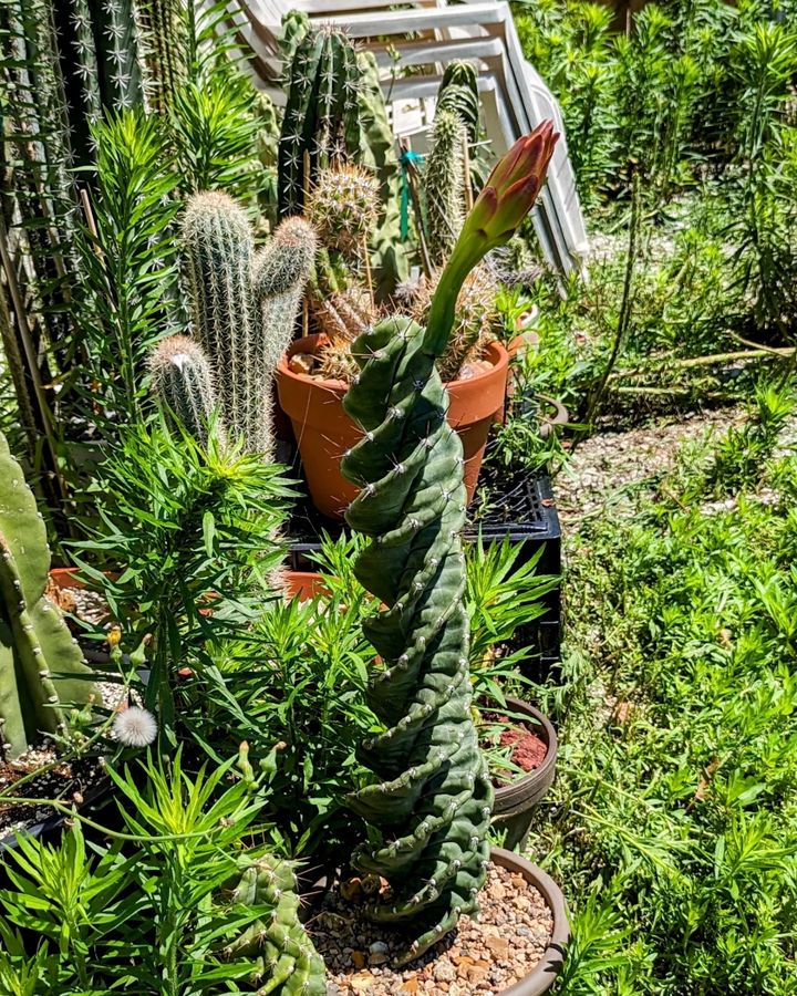 A photo of Crazy Spiral Cactus blooming with a lot of other plant in the background.