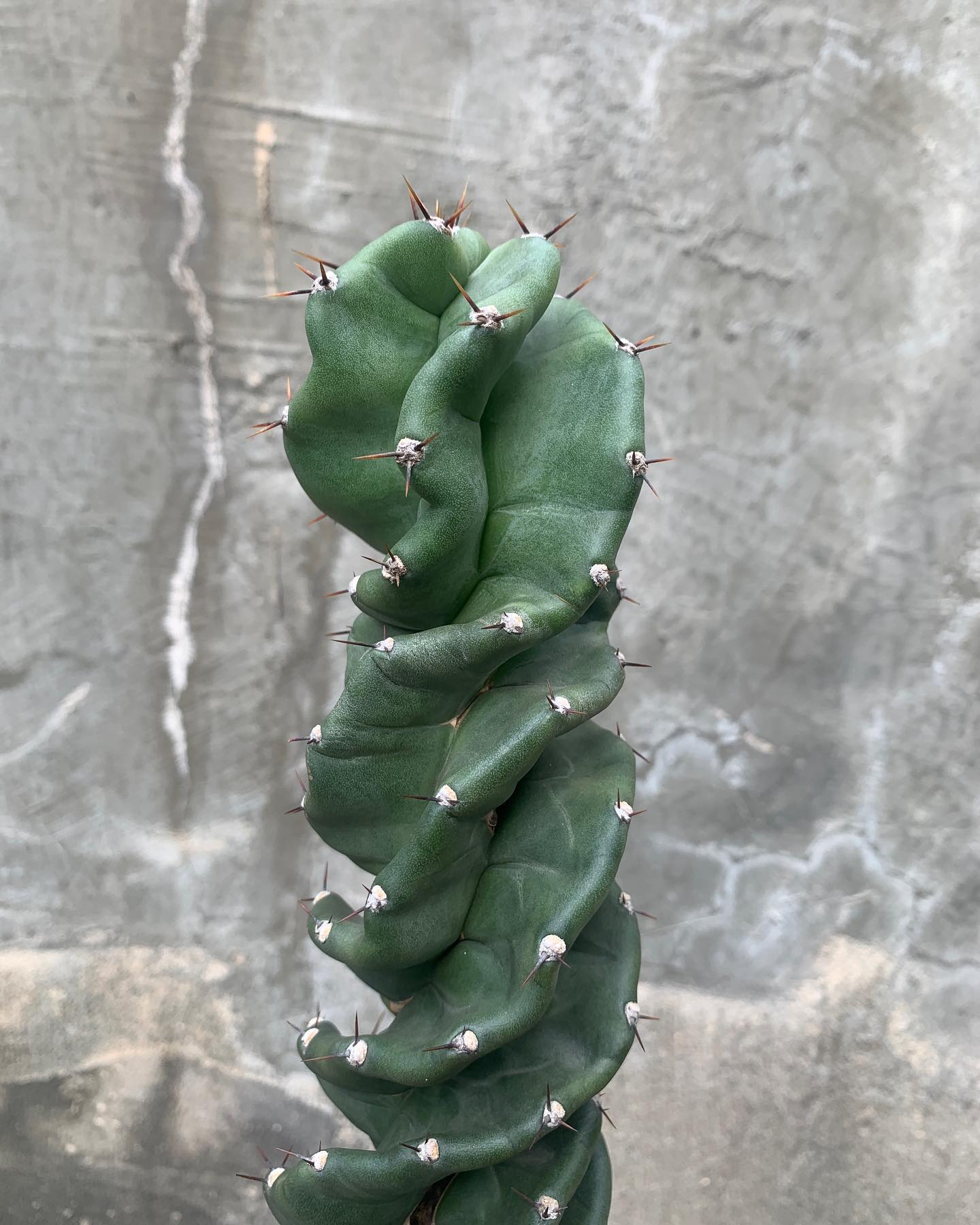 A portrait of Cereus Spiralis against cemented wall.