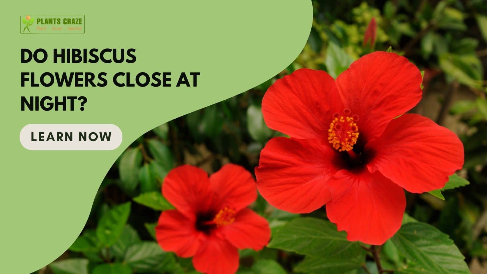 Do Hibiscus Flowers And Leaves Close At Night? [The Truth!]