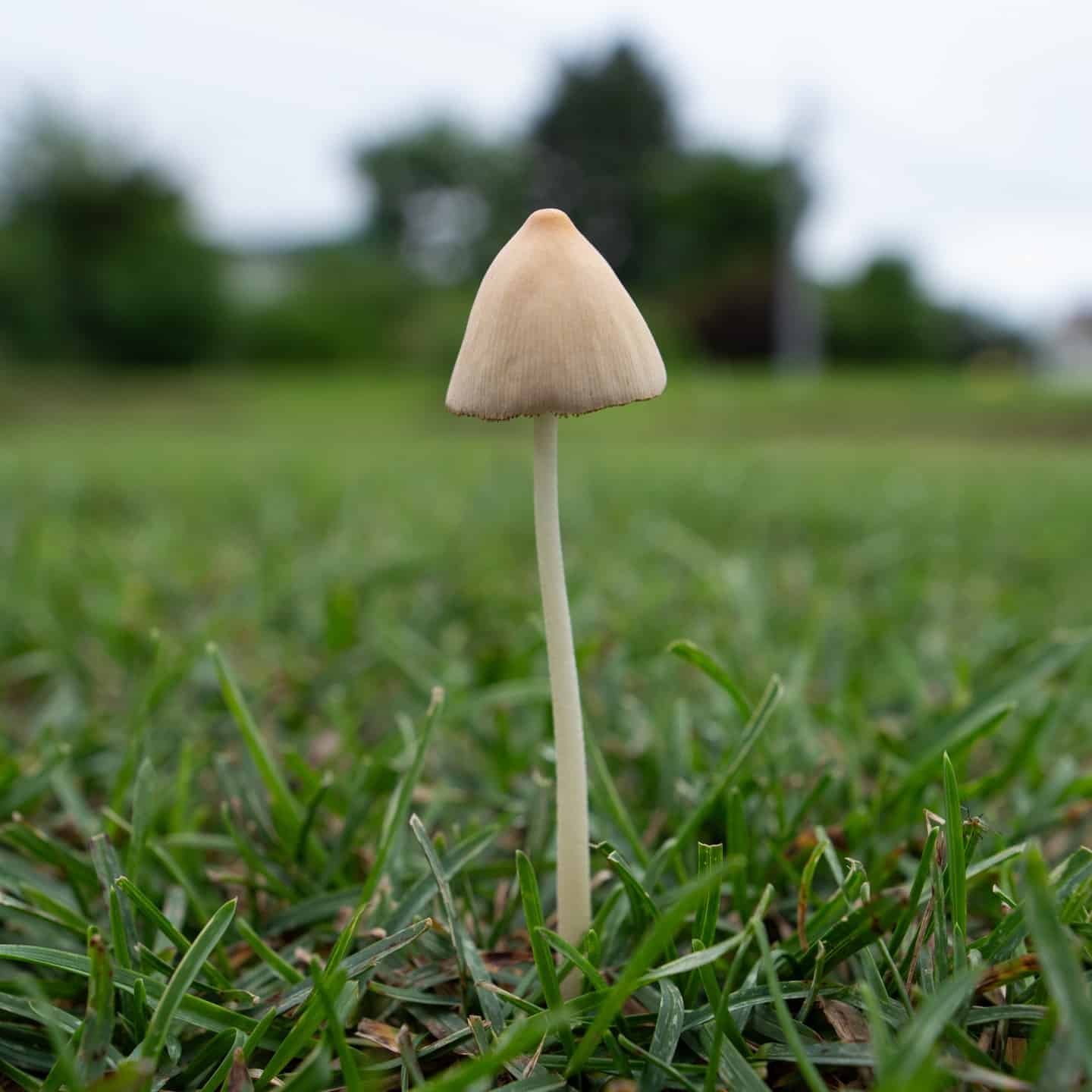 A portrait of a single dunce caps.mushroom 