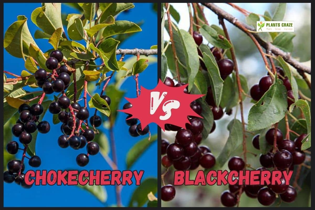 Chokecherry Vs Black Cherry [Top 3+ Differences To Identify]