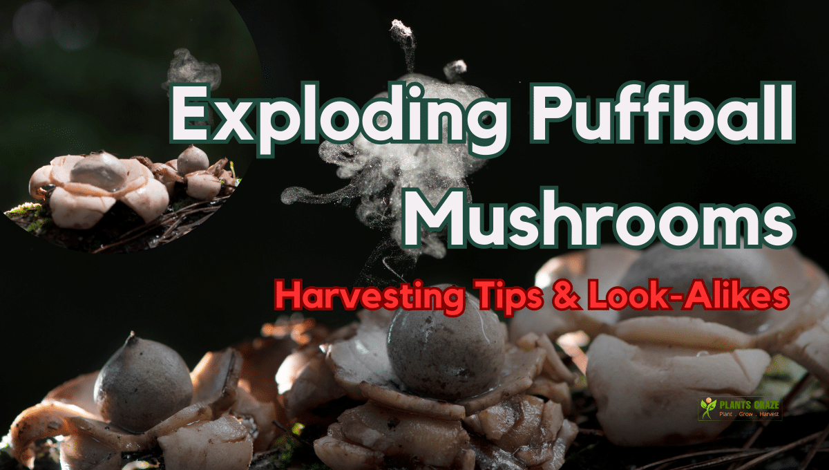 Exploding Puffball Mushroom: Puffy Wonder Of Myco-World!