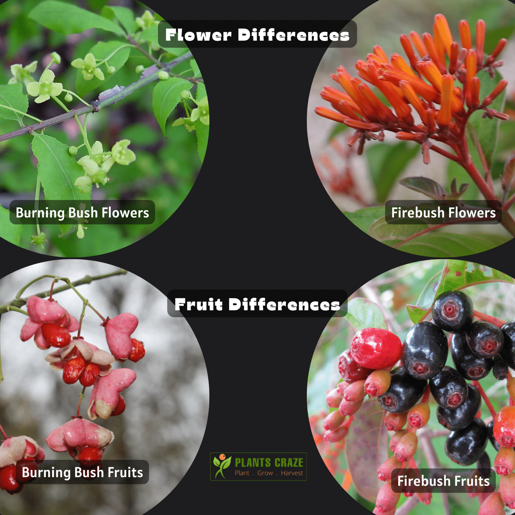 Image illustrates the difference between the fruits and flowers of Burning Bush and Firebush