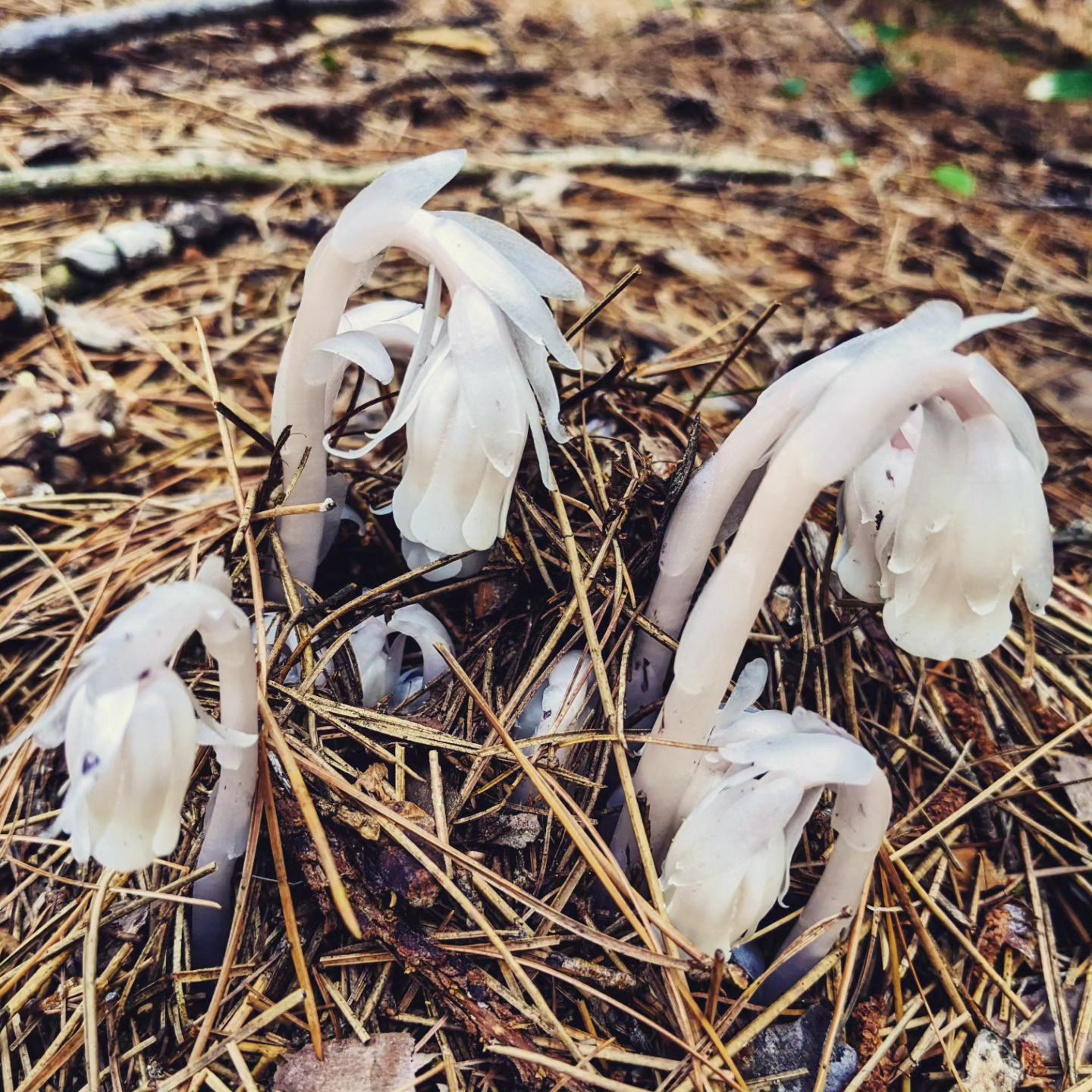 A portrait of Ghost Pipe plant growing in the wild.