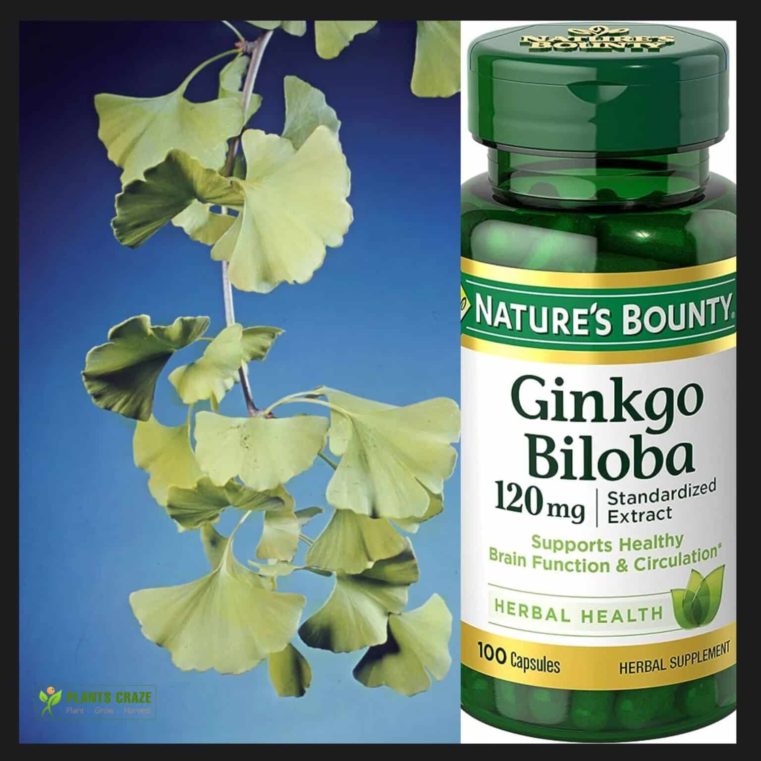 Is Ginkgo Biloba Fda Approved Are Products Safe To Use