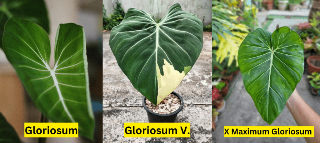 Gloriosum V. lookalikes