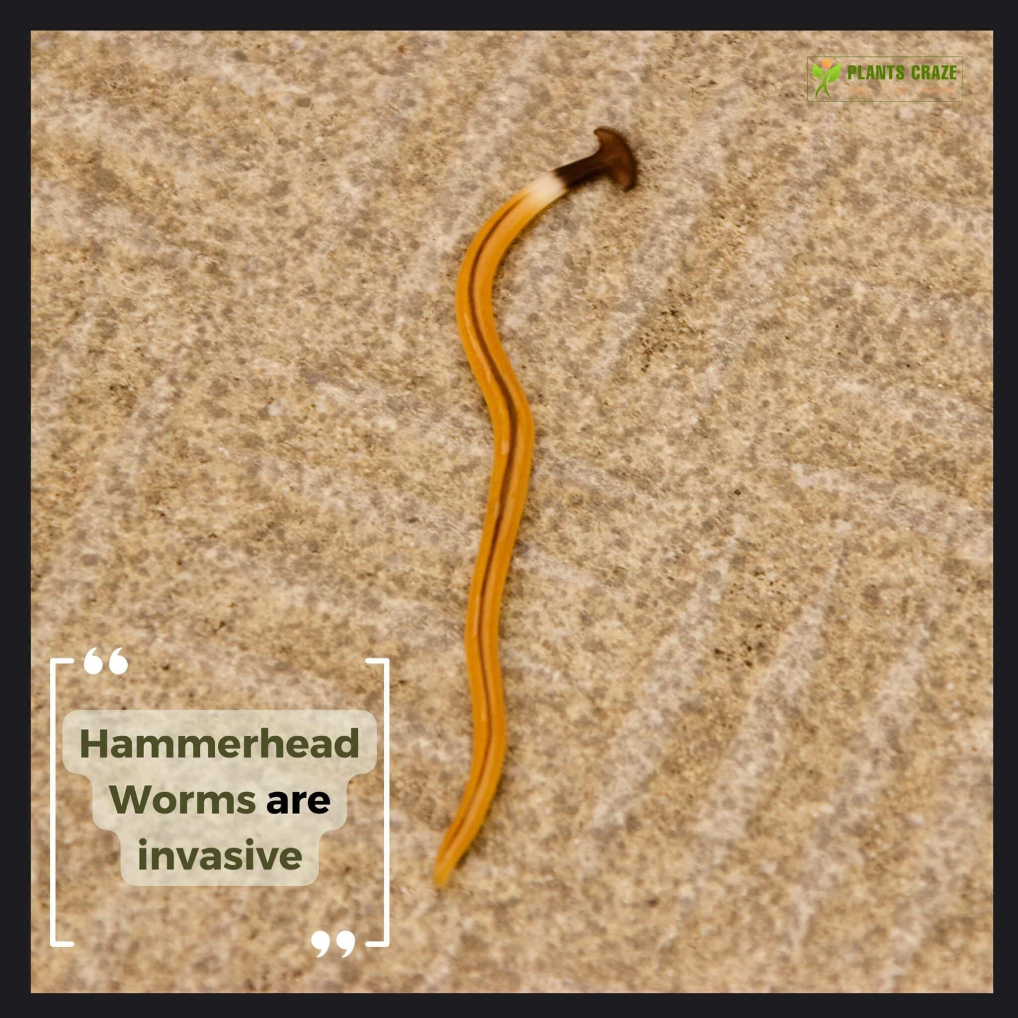 How Does Hammerhead Worm Get In Toilet?[Best Solutions]