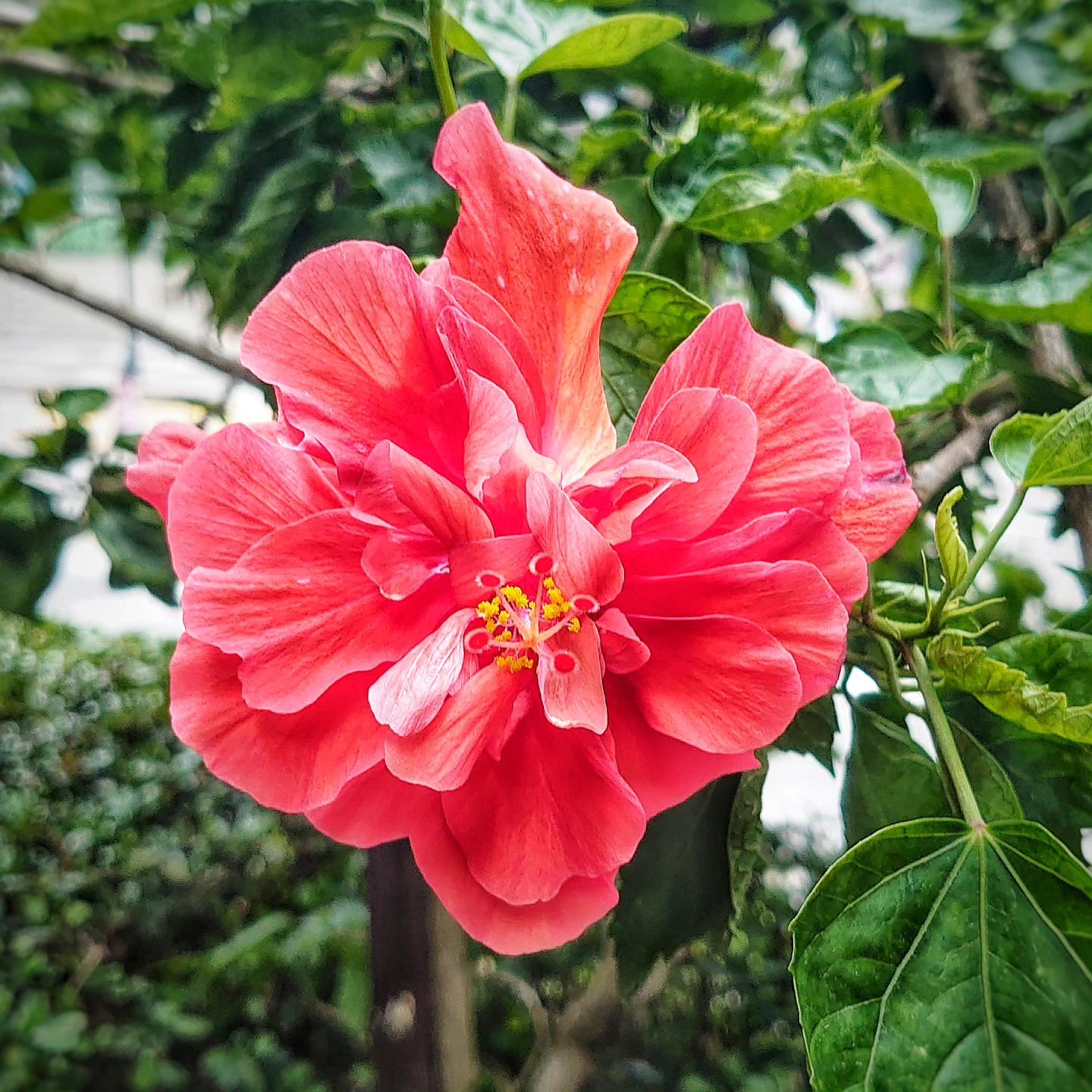 Hibiscus flowers opening the other day after closing at the night before.