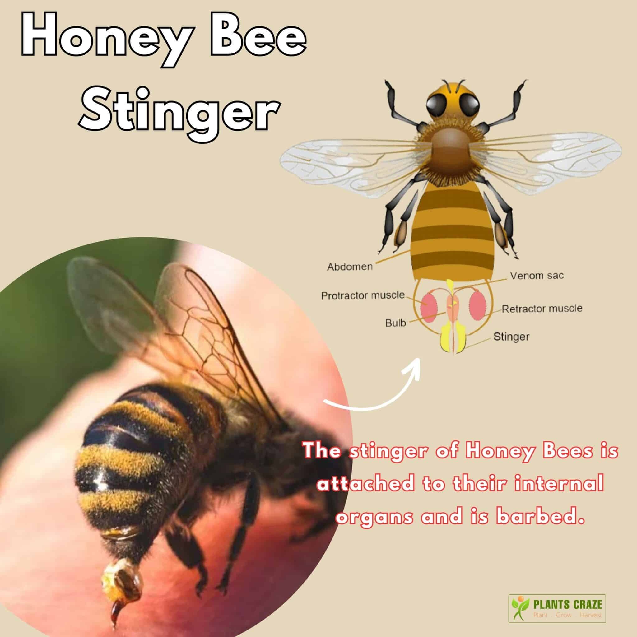 Image illustrates the stinger of Honey Bee