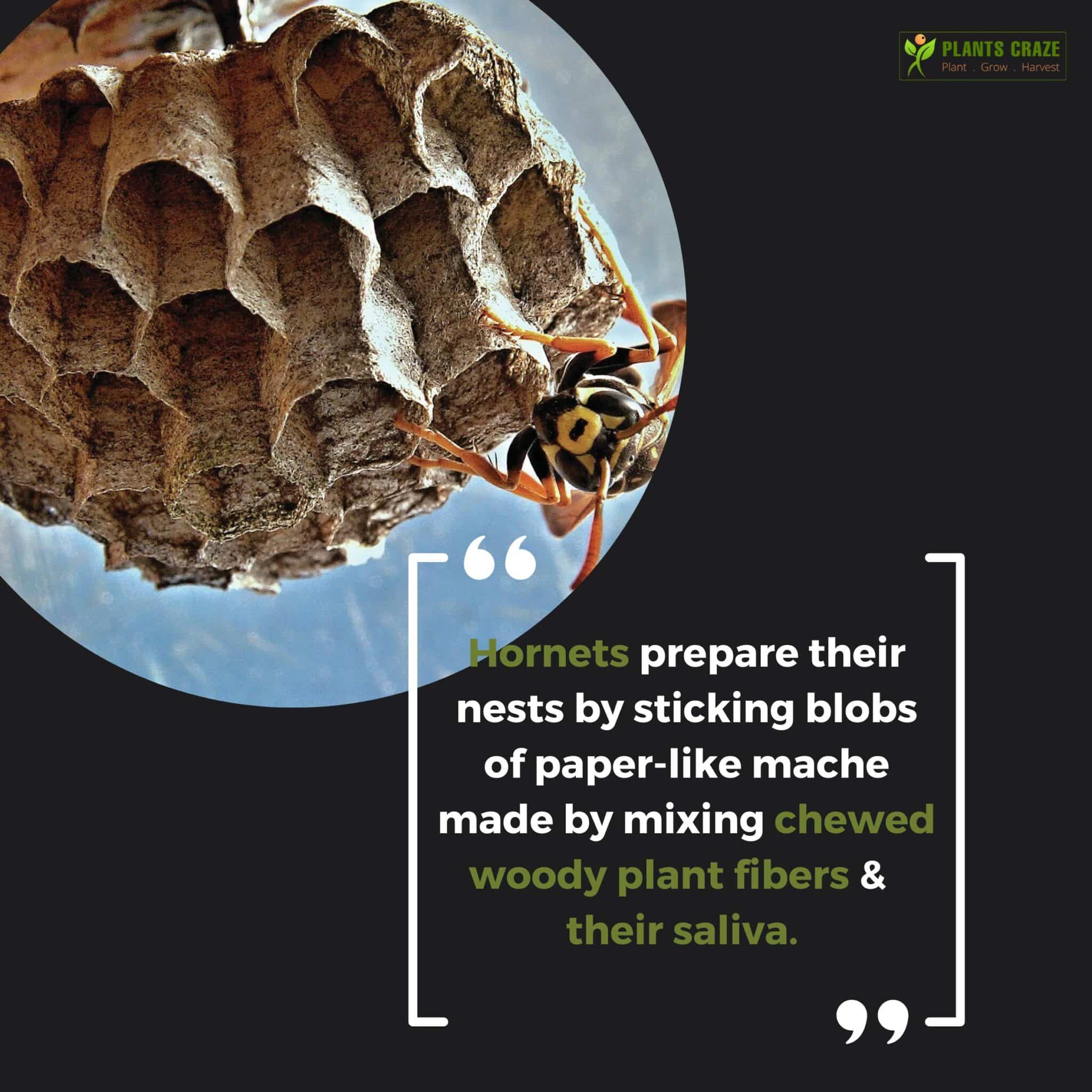 Image illustrates a description about Hornet nest