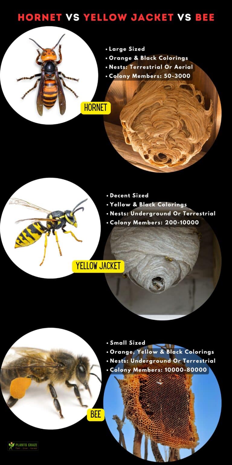 Wasp Vs Hornet Vs Yellow Jacket Vs Bee: 5 Differences To Tell