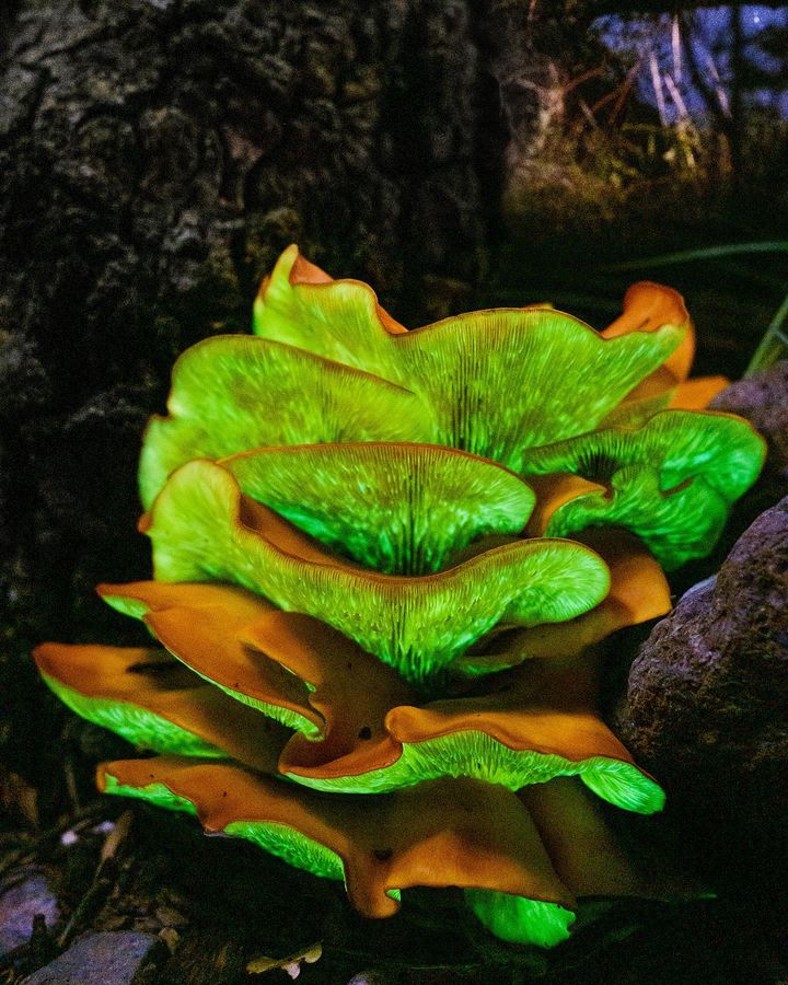 A portrait of jack O Lantern glowing in the dark.