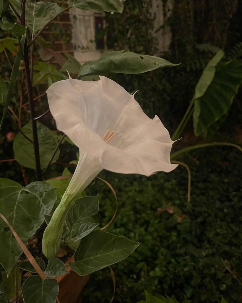 Are Moon Flowers Illegal? Must Read Blog Before Planting!