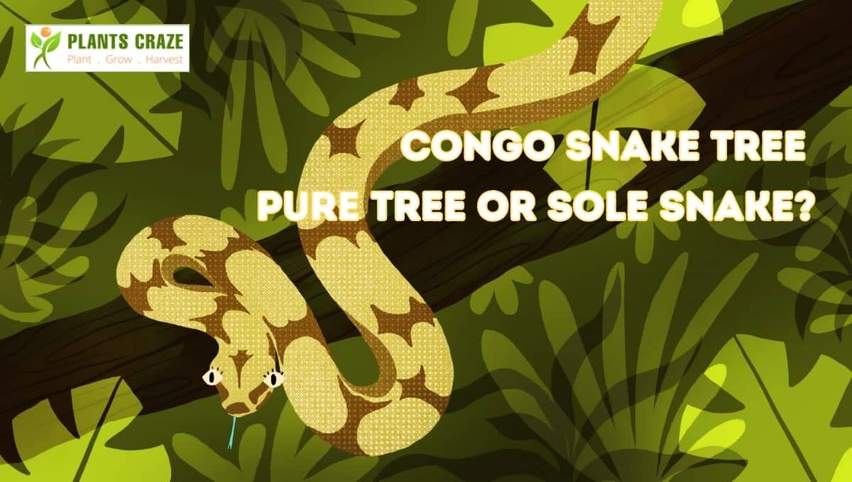Is Congo Snake Tree Real? Has Burst To Query!