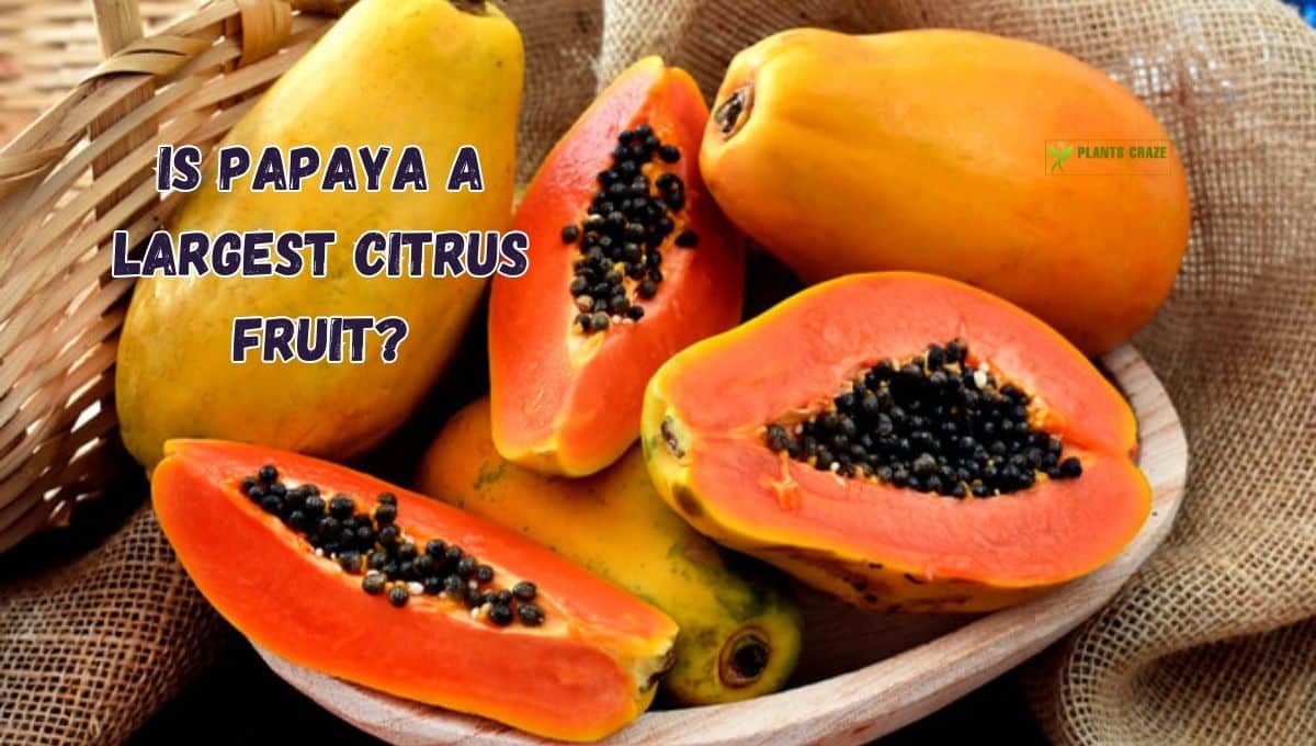 Is Papaya The Largest Variety Of Citrus Fruit? [Truth Explained]