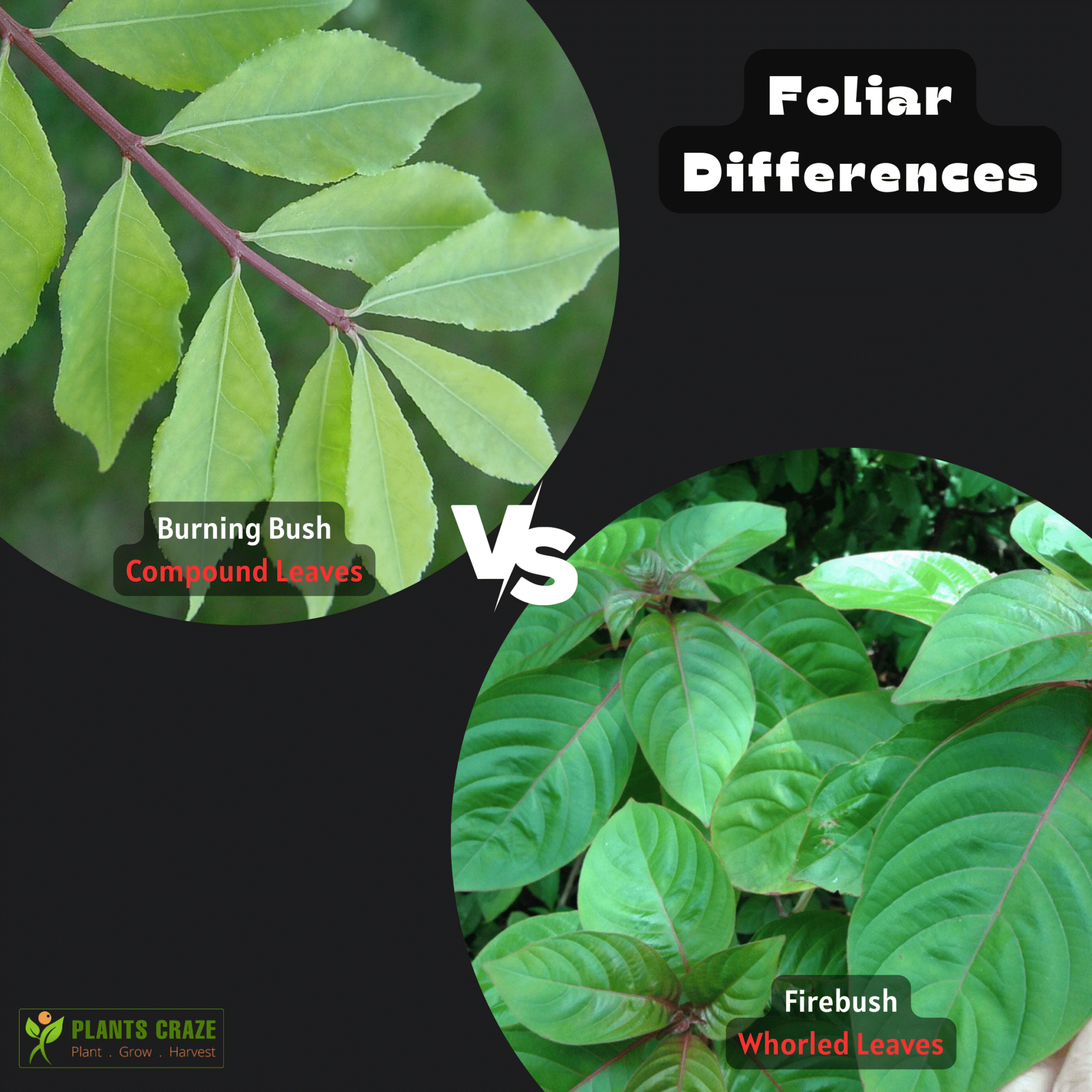 Image illustrates the difference between the leaves of Burning Bush and Firebush plants