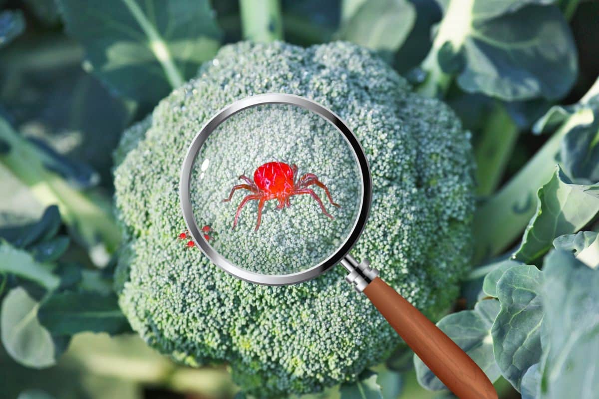 Broccoli Spider Mites: Pest Problem & Management