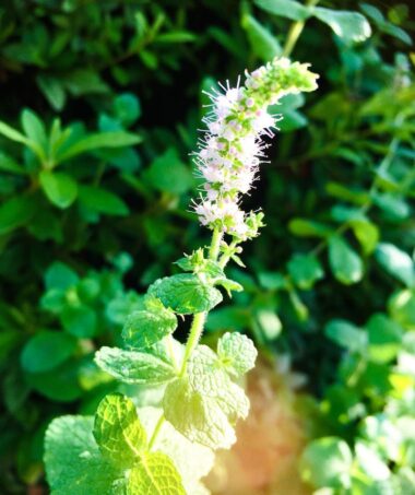 Are Mint Flowers Edible? You Won't Believe In Answer!