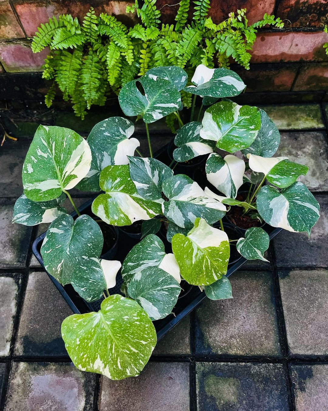 Monstera Thai Constellation Seeds