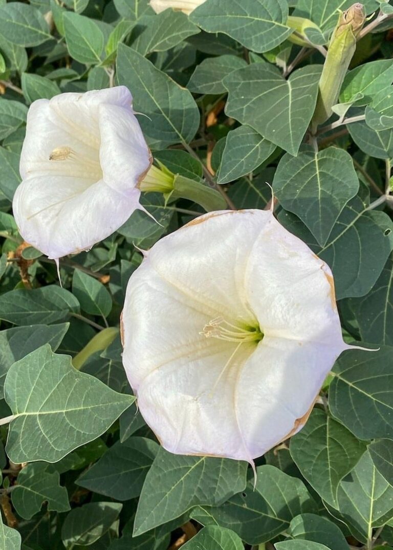 Are Moon Flowers Illegal? Must Read Blog Before Planting!