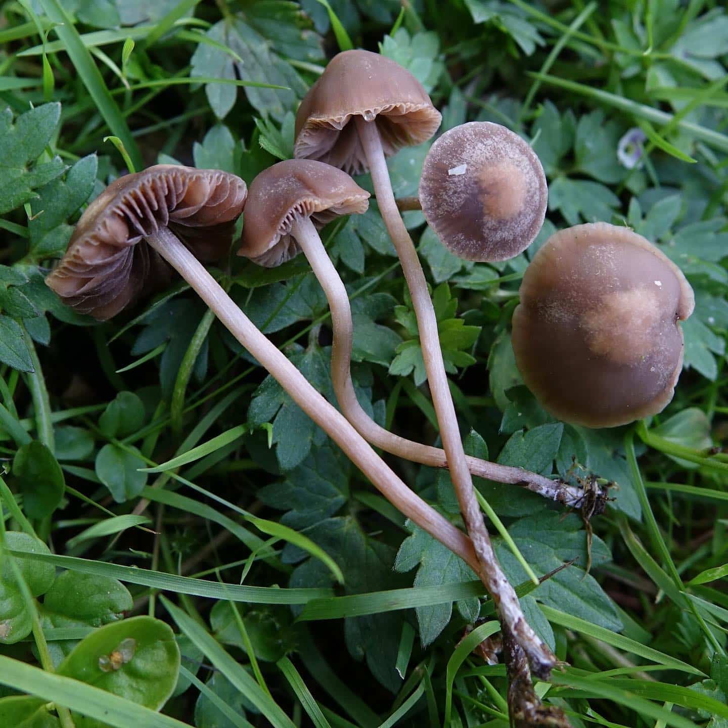 A bunch of the Mower's Mushroom some laying on the grass while some yet to be picked.