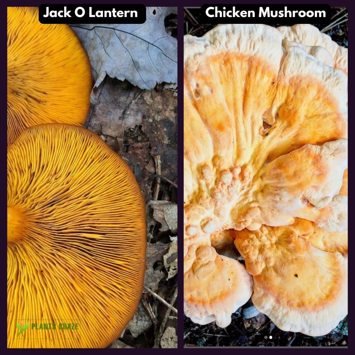 A collage of Chicken Mushroom on the left and Jack O Lantern on the right 