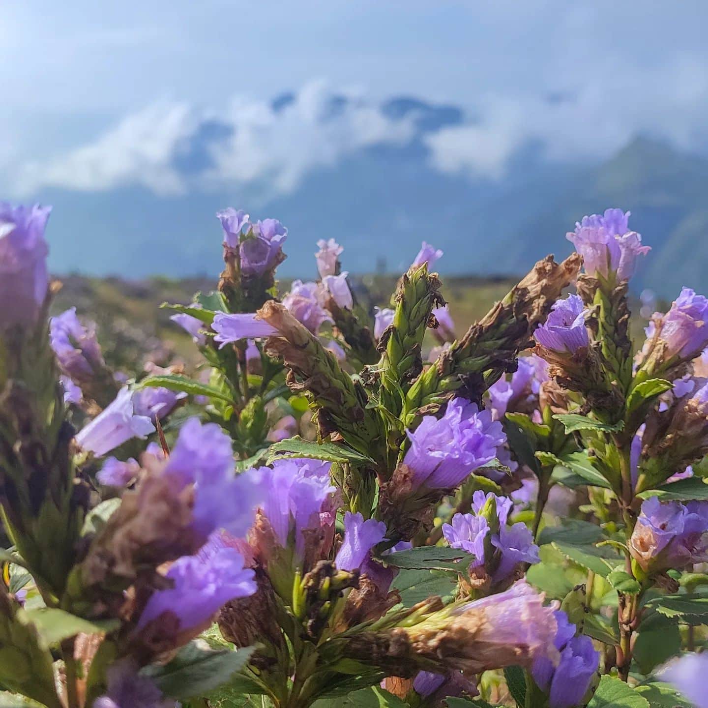 How Long Does Neelakurinji Flower Last? [Bloom Guide]