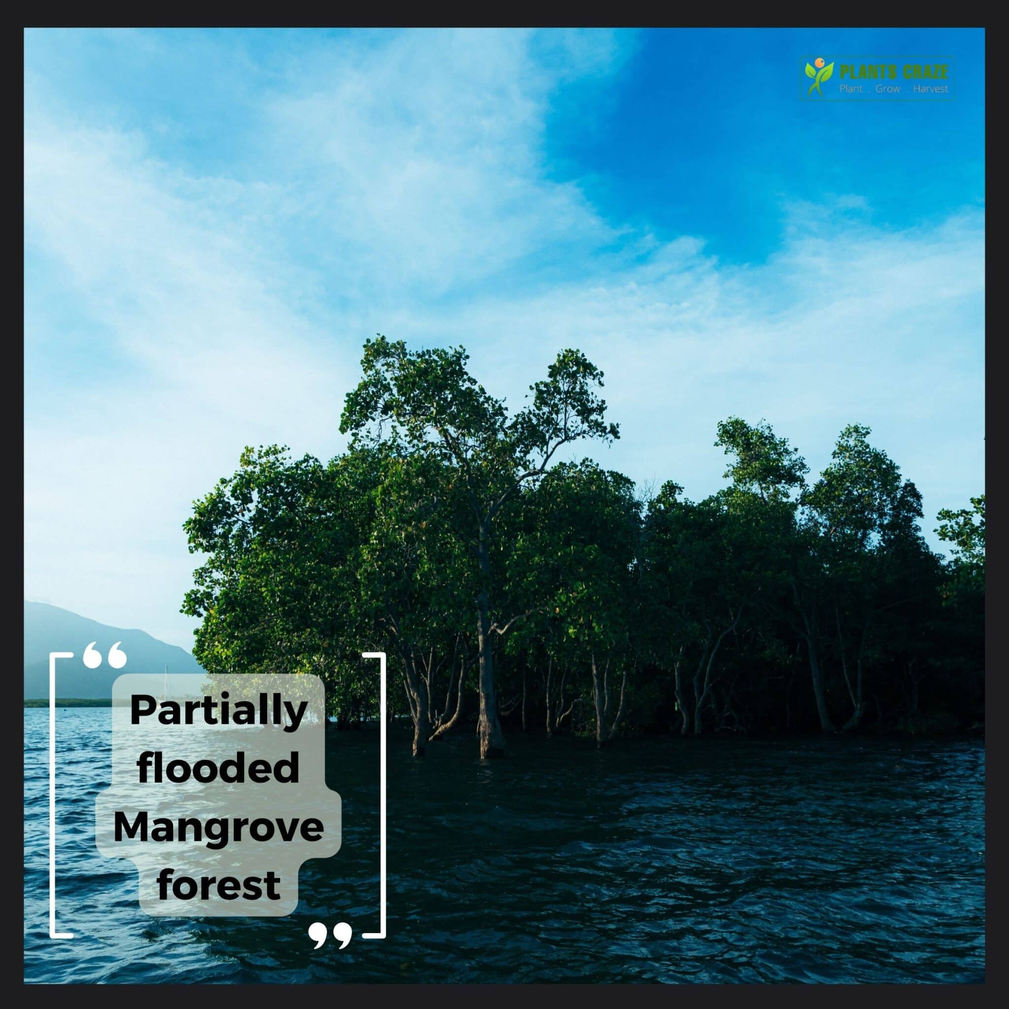 Image illustrates flooded Mangrove forests