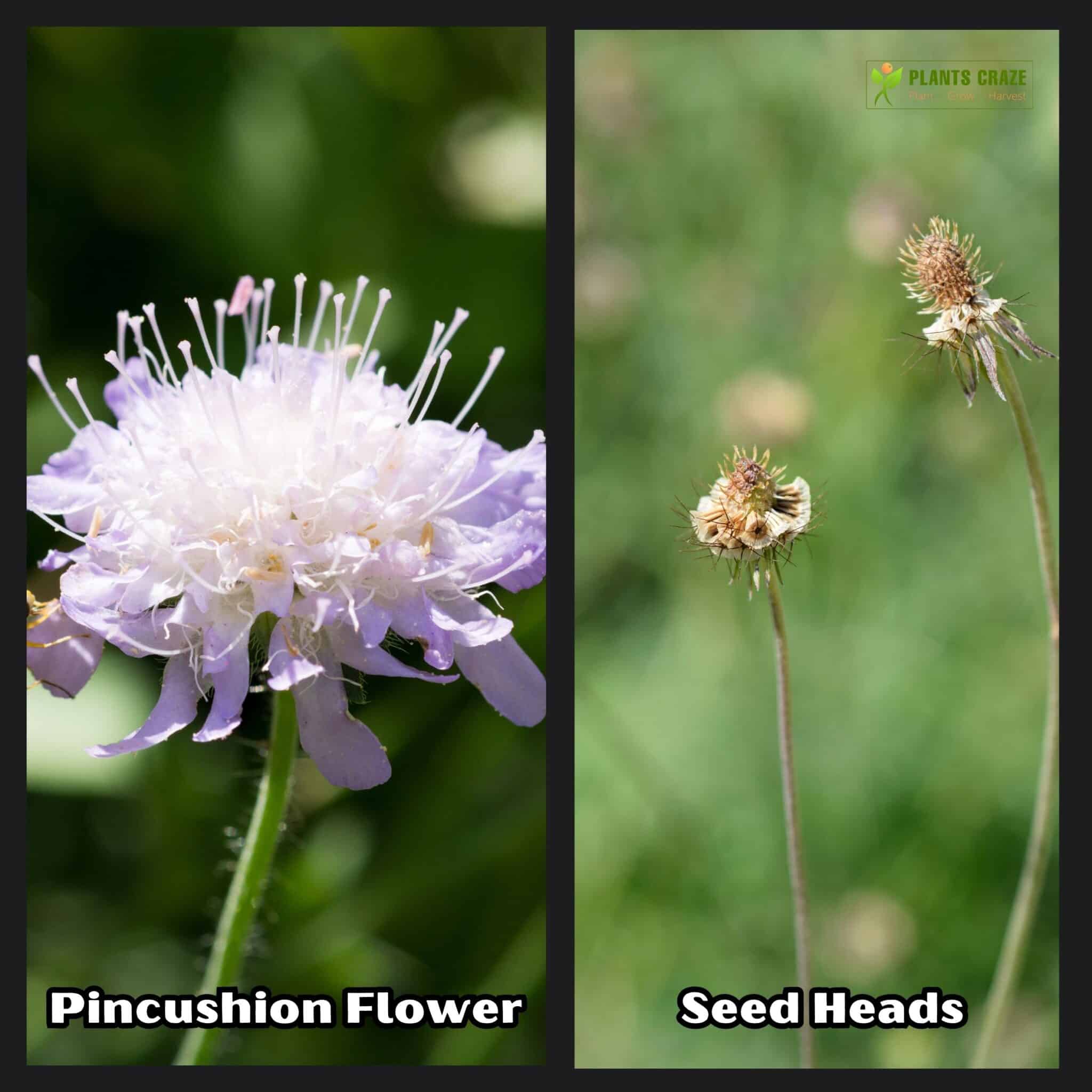 Image illustrates Pincushion Flower and Seeds