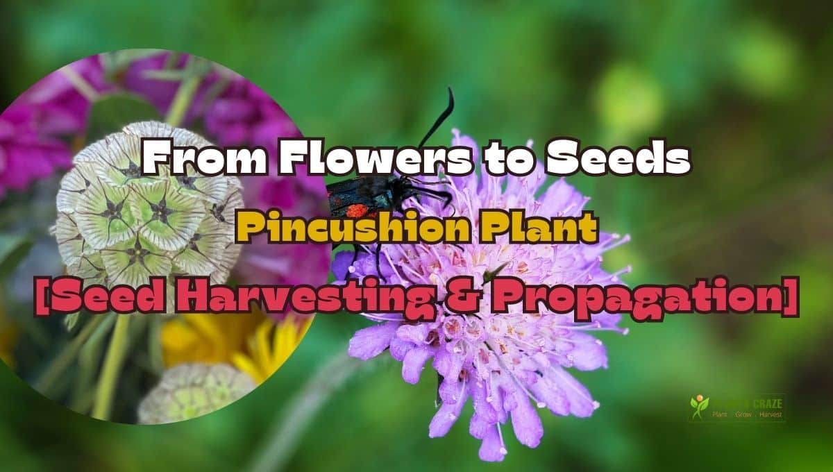 Growing Pincushion Flower Seeds [Harvest & Propagation]